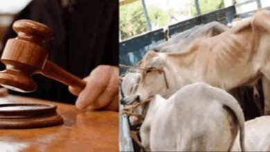 जब्त मवेशियों की कस्टडी किसे मिलेगी? कोर्ट के अधिकार क्षेत्र पर हाईकोर्ट करेगी फैसला 2 Chhattisgarh News 07 3 4
