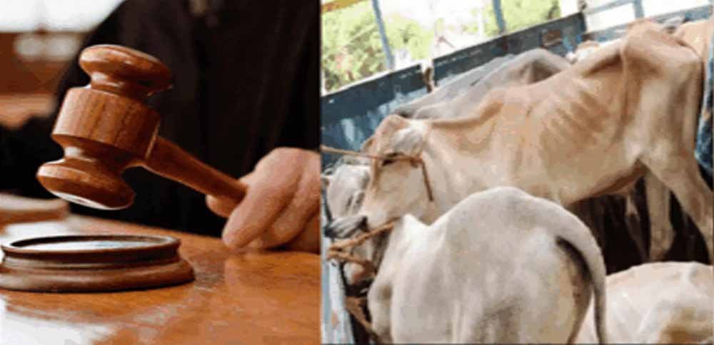 जब्त मवेशियों की कस्टडी किसे मिलेगी? कोर्ट के अधिकार क्षेत्र पर हाईकोर्ट करेगी फैसला 1 Chhattisgarh News 07 3 4
