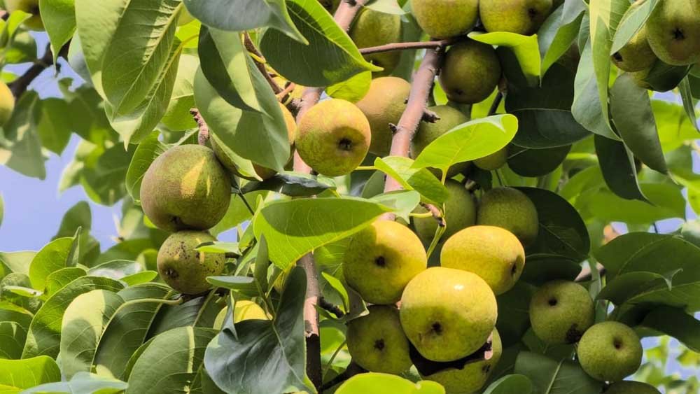 नाशपाती से चमकी किसान मनोज यादव की किस्मत 1 Nassh 02