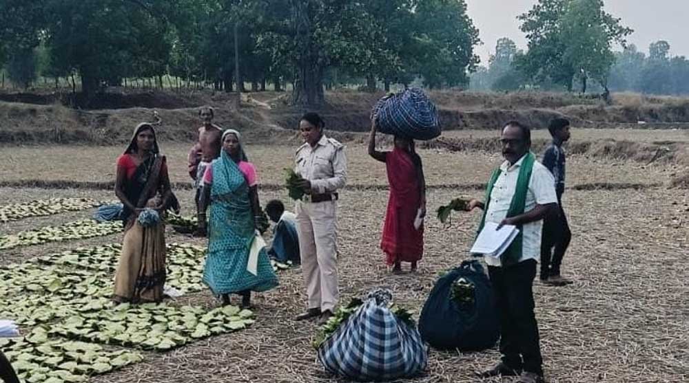 46 हजार से अधिक संग्राहकों के चेहरों पर मुस्कान, धरमजयगढ़ यूनियन बांटेगा 17.43 करोड़ रुपये बोनस 1 Tendu 01 1