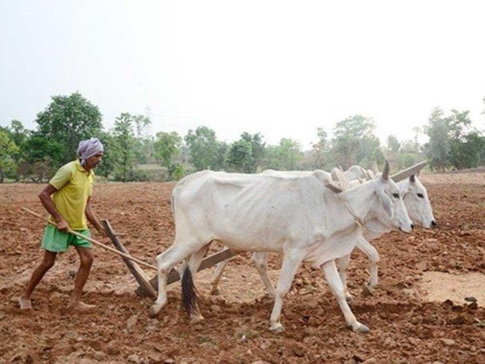 इस खरीफ सीजन में 48.69 लाख हेक्टेयर क्षेत्र में बोनी का है लक्ष्य 1 kISAN 01 2