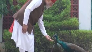 PM मोदी की सुबह की खास दिनचर्या, गायों और मोरों के साथ दिखा खास अंदाज 2 45 12