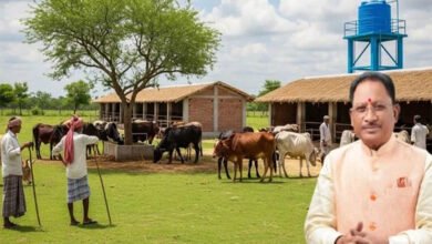 छत्तीसगढ़ में गौसंरक्षण को बढ़ावा, 1460 गौधाम स्थापना की तैयारी; निराश्रित मवेशियों को मिलेगा आश्रय 3 5A 174 2