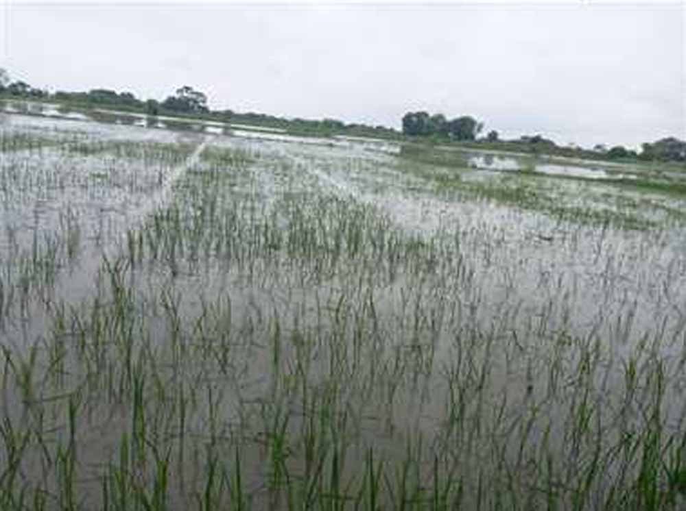 इंद्रावती का रौद्र रूप: बस्तर में सैकड़ों एकड़ धान की फसल बाढ़ की चपेट में 1 Chhattisgarh News 01 1 23