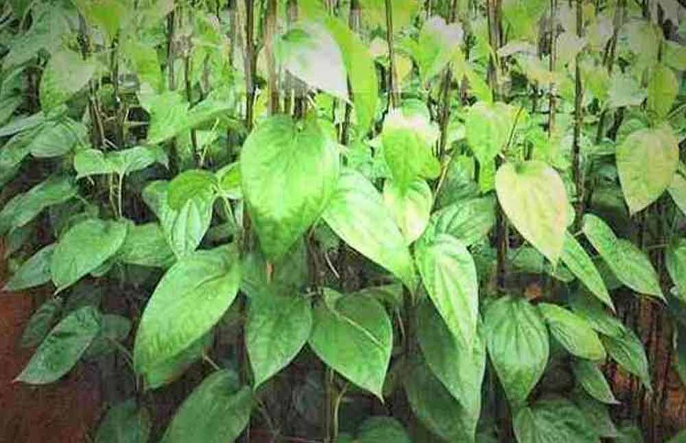 CG News: छुईखदान का मशहूर पान अब नए बाजारों तक पहुंचेगा, किसानों की बढ़ेंगी आय 1 Chhattisgarh News 02 1 1