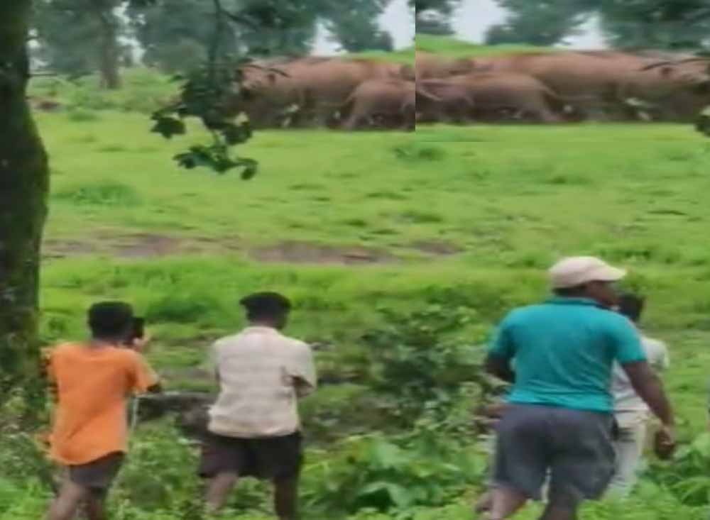 कैलाश गुफा में कांवड़ियों की भारी भीड़, 16 हाथियों ने डाला डेरा; सुरक्षा को लेकर प्रशासन अलर्ट 1 Chhattisgarh News 04 3 12