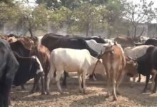 Chhattisgarh News 04 3