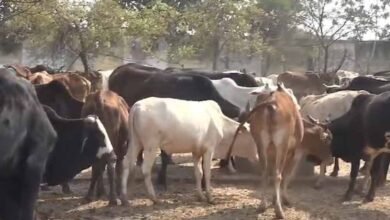 CG में 6 गायों की मौत के बाद बड़ा एक्शन, सहायक पशु चिकित्सा अधिकारी को पद से हटाया गया 2 Chhattisgarh News 04 3