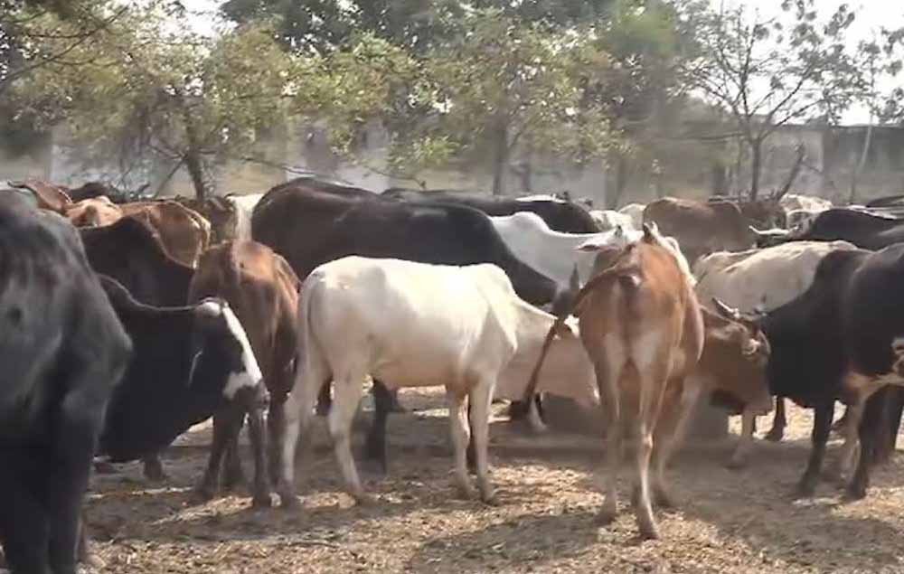 CG में 6 गायों की मौत के बाद बड़ा एक्शन, सहायक पशु चिकित्सा अधिकारी को पद से हटाया गया 1 Chhattisgarh News 04 3