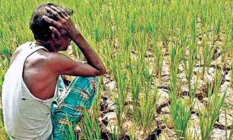 CG Weather: बारिश पर लगा ब्रेक, धान के खेतों में दरारें देख बढ़ी किसानों की मुश्किलें 2 Chhattisgarh News 05 1 5