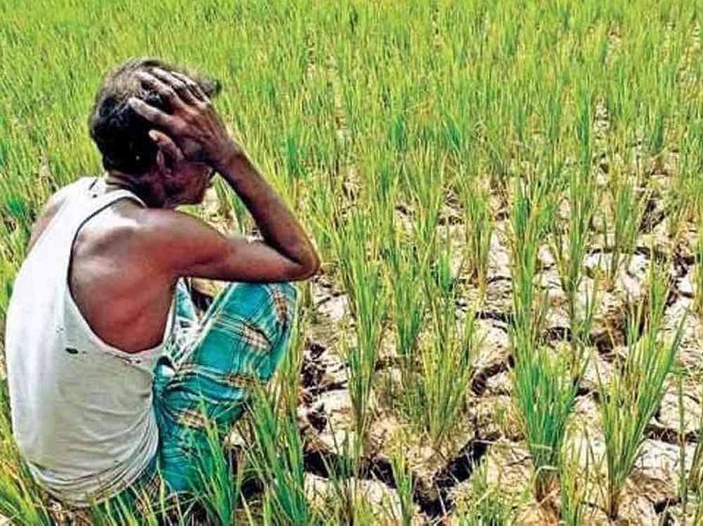 CG Weather: बारिश पर लगा ब्रेक, धान के खेतों में दरारें देख बढ़ी किसानों की मुश्किलें 1 Chhattisgarh News 05 1 5