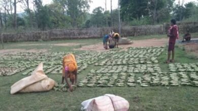 स्थानीय फड़ से 365 संग्राहकों को आर्थिक संबल, गांव में ही हुई खरीदी 2 Tendu 01 1