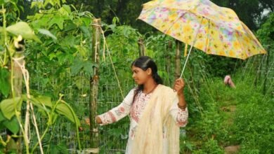 ड्रिप विधि से सब्जी की खेती ने बनाया ‘लखपति दीदी’, सालाना डेढ़ लाख की कमाई 2 Vegiteble 01