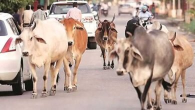 गौवंश संरक्षण को मिलेगा नया बल, राज्य सरकार ने गौधाम योजना का किया विस्तार 3 cowA 98 3