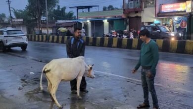 रेडियम बेल्ट से सजे आवारा मवेशी, हाईवे हादसे रोकने की अनोखी पहल 5 gaye 01