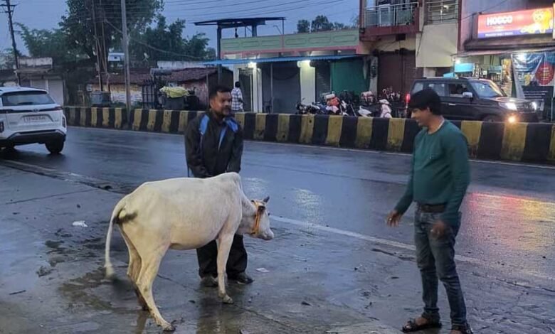 रेडियम बेल्ट से सजे आवारा मवेशी, हाईवे हादसे रोकने की अनोखी पहल 3 gaye 01