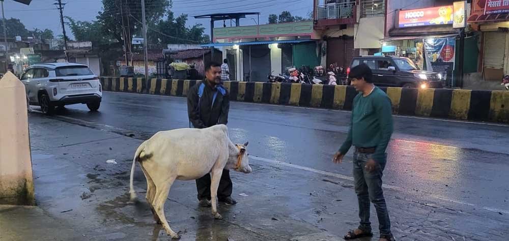 रेडियम बेल्ट से सजे आवारा मवेशी, हाईवे हादसे रोकने की अनोखी पहल 1 gaye 01