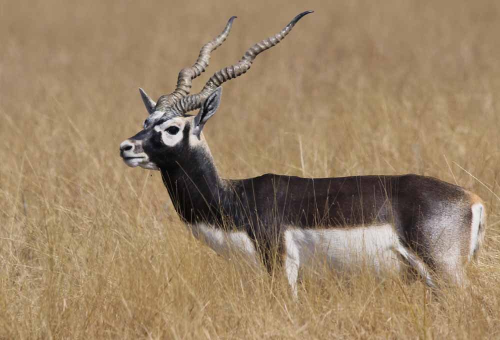 गोमर्डा अभयारण्य में फिर बढ़ेगा काले हिरणों का कुनबा, प्राकृतिक आवास में छोड़े जाएंगे 25 हिरण 1 15A 94