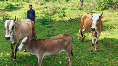 सेवा की कहानी : उन्नत नस्ल की गाय ने खोली अतिरिक्त आय की राह, आत्मनिर्भर बने सन्ना के ओम प्रकाश 2 25A 205