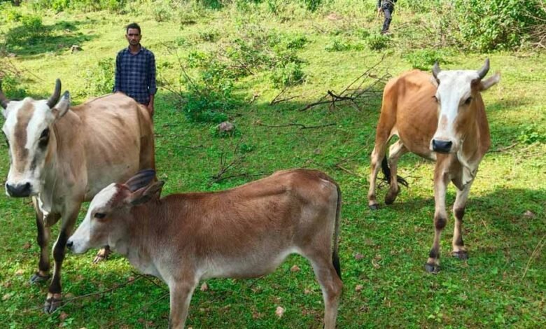 सेवा की कहानी : उन्नत नस्ल की गाय ने खोली अतिरिक्त आय की राह, आत्मनिर्भर बने सन्ना के ओम प्रकाश 6 25A 205