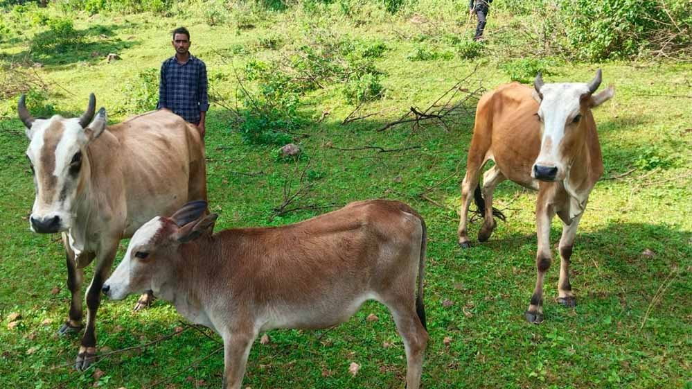 सेवा की कहानी : उन्नत नस्ल की गाय ने खोली अतिरिक्त आय की राह, आत्मनिर्भर बने सन्ना के ओम प्रकाश 1 25A 205