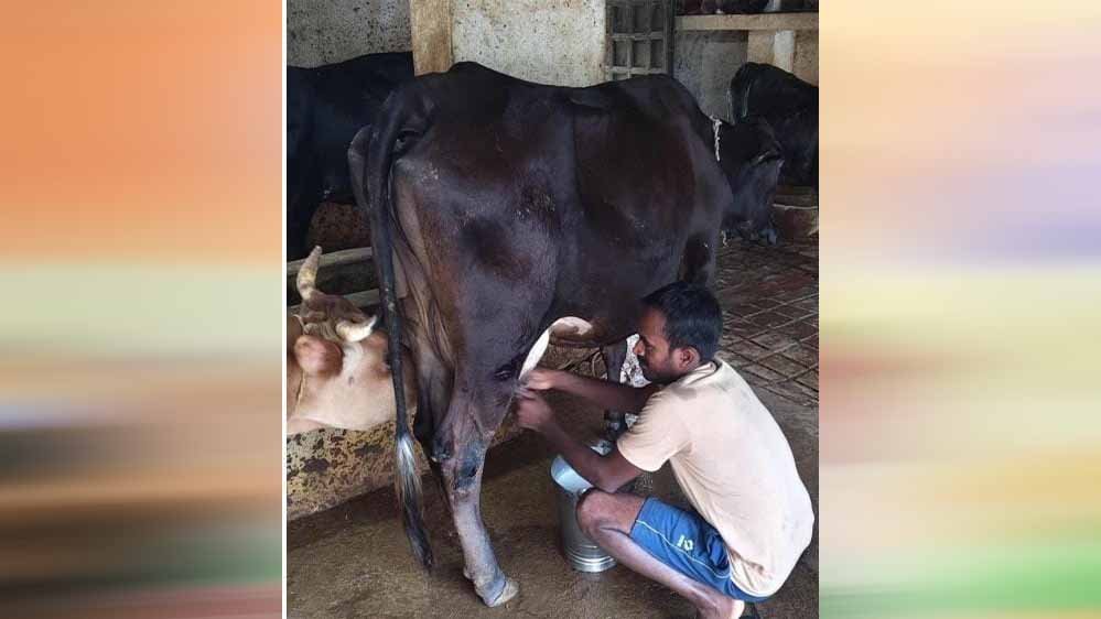 राष्ट्रीय कृत्रिम गर्भाधान कार्यक्रम से बदली योहिनापाली के नीलाम्बर की किस्मत 1 28A 209