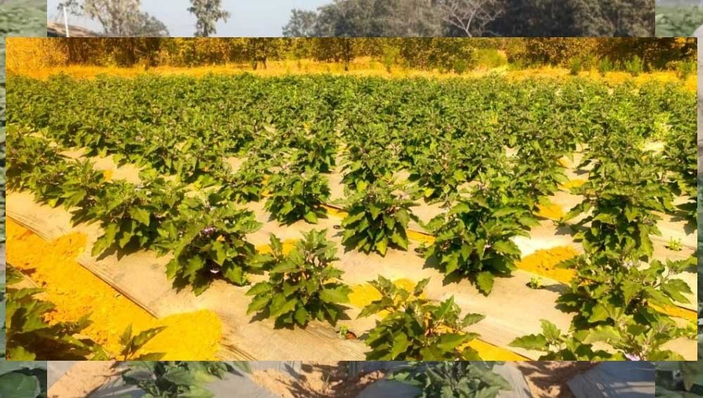 ग्राफ्टेड खेती ने बदली किसान की किस्मत, बंजर जमीन पर टमाटर-बैंगन की फसल से 4.25 लाख की कमाई 1 5A 2667