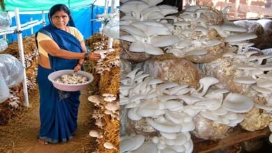 आत्मनिर्भरता की नई मिसाल- खेतों से मशरूम उत्पादन तक मिथिला दीदी ने लिखी सफलता की नई कहानी 2 7A 173