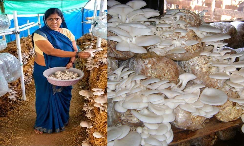 आत्मनिर्भरता की नई मिसाल- खेतों से मशरूम उत्पादन तक मिथिला दीदी ने लिखी सफलता की नई कहानी 1 7A 173