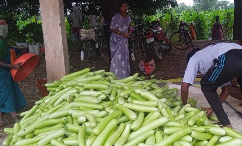 बिहान से बदली राह 35 महिला किसानों ने 600 क्विंटल सब्जी उगाकर लिखी सफलता की नई कहानी 3 7A 174
