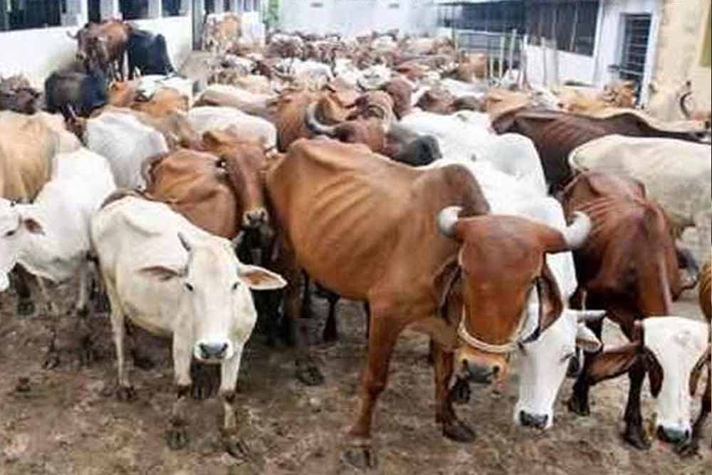 मवेशियों के साथ पहुंचे किसान तो हरकत में आए अधिकारी, रास्ते में निपटा मामला 1 Chhattisgarh News 05 3 16
