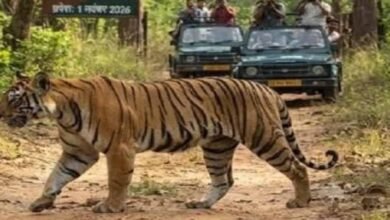 बाघों की सुरक्षा पर फोकस, इंद्रावती टाइगर रिजर्व में वैज्ञानिक निगरानी शुरू 3 Chhattisgarh News 06 2 13