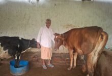Cow