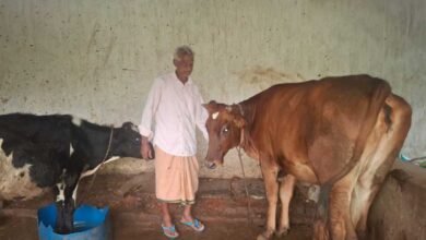 ’पीएम किसान सम्मान निधि की बचत से खरीदी पहली गाय, आज 10 गायों के साथ आत्मनिर्भर बने 75 वर्षीय परशुराम गुप्ता’ 3 Cow