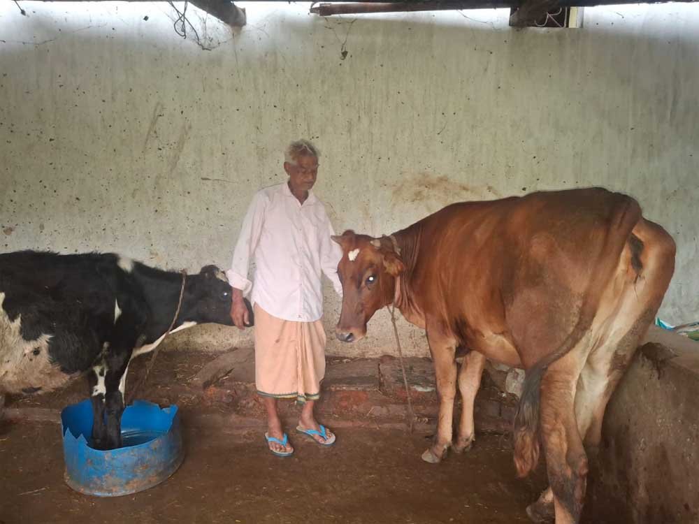 Cow