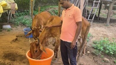 नस्ल सुधार ने बदली किसान विनोद की किस्मत, घर की बछिया बनी आर्थिक समृद्धि का आधार 5 GAU 01