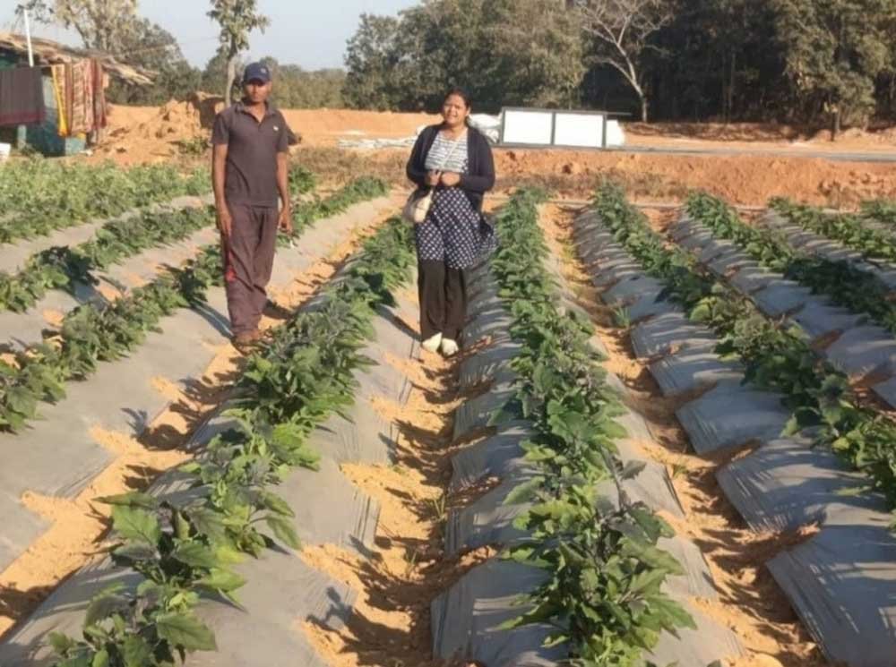 रायगढ़ के किसान ने ग्राफ्टेड टमाटर और बैंगन की खेती से कमाए 4.25 लाख 1 bANJAR