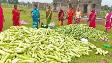 अतिक्रमण मुक्त 25 एकड़ बंजर भूमि पर उगी समृद्धि 2 kHERAA 01