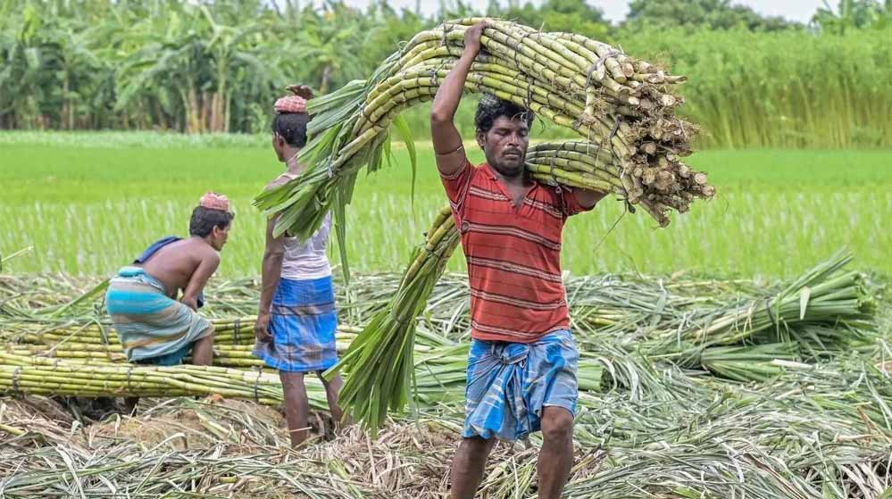 छत्तीसगढ़ में गन्ना मूल्य की नई दर लागू, किसानों को अब ₹425 प्रति क्विंटल मिलेंगे 1 15A 173