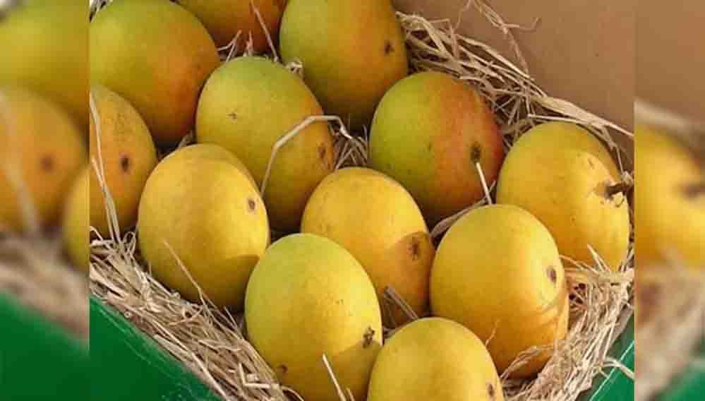 दिवाली पर आम प्रेमियों को मिलेगी सौगात, जानिए बिना सीजन कैसे उपलब्ध होगा हापुस आम 1 30A 211