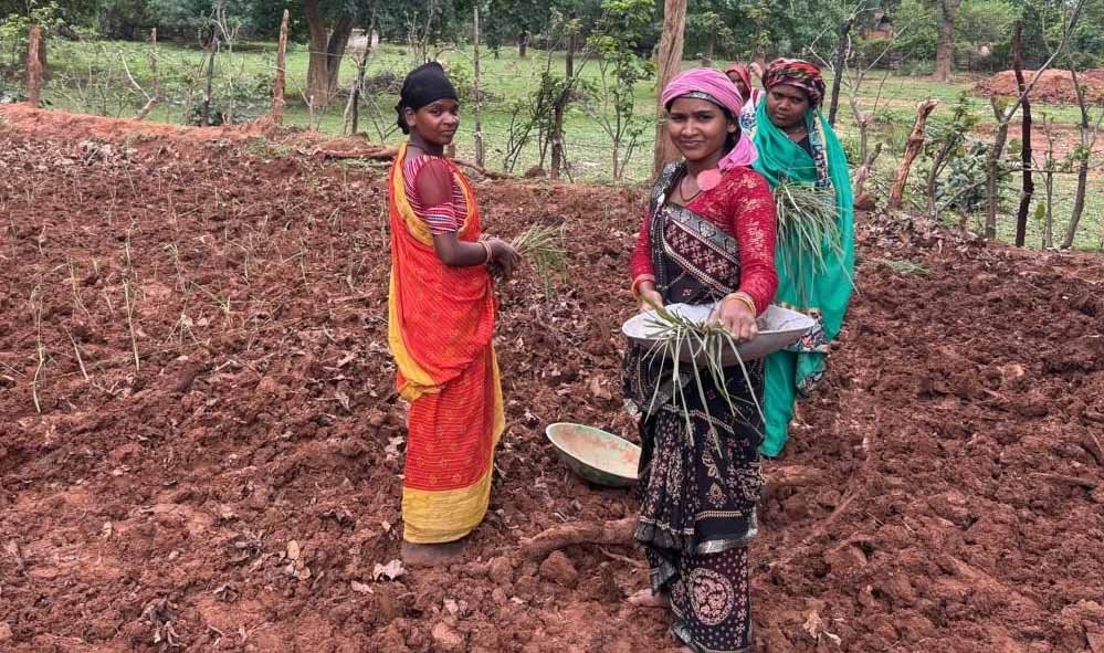 20 एकड़ में लेमन ग्रास की खेती, बिहान की दीदियों को मिला कमाई का नया आधार; आत्मनिर्भर बन रहीं महिलाएं 1 5A 104 2