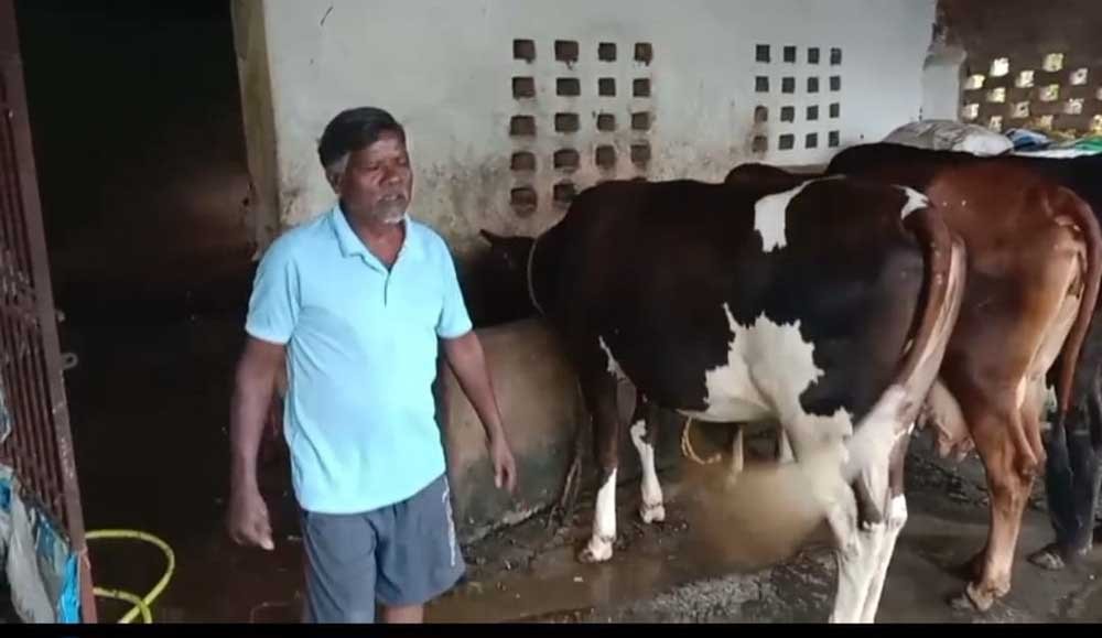 एक गाय से शुरू हुआ सफर, आज 10 पशुओं का समृद्ध पशुधन 1 Caow