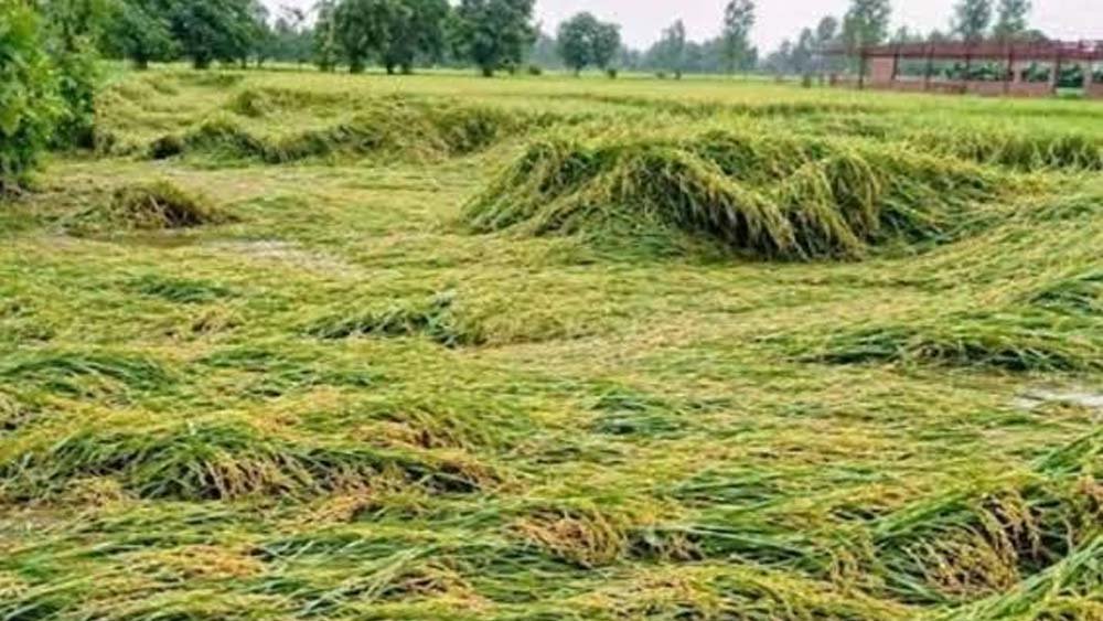 खेतों में तैयार फसल पर संकट, बस्तर के किसानों के सामने बढ़ी मुश्किलें 1 Chhattisgarh News 04 3 24