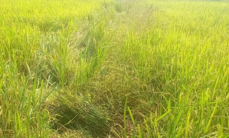 रायगढ़ में 85 हाथियों की मौजूदगी से बढ़ी चिंता, किसानों की फसलों को भारी नुकसान 7 Chhattisgarh News 08 2 11