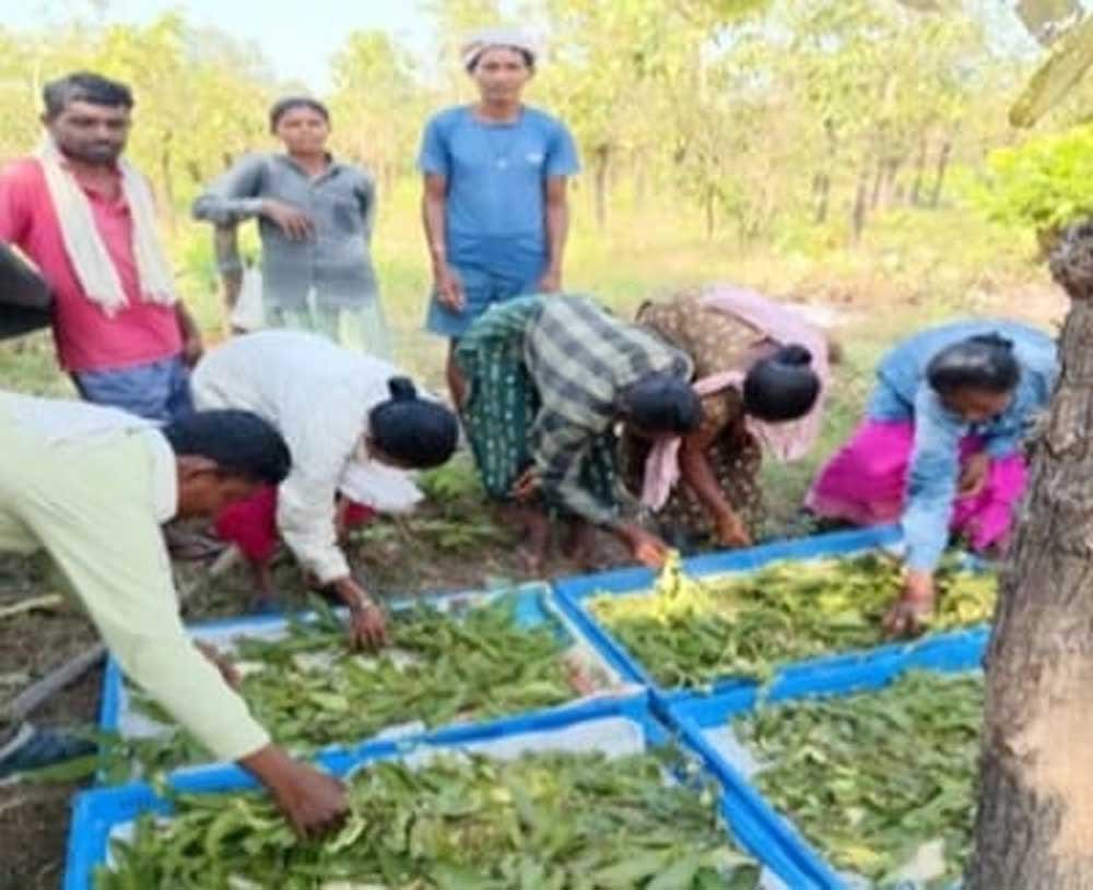 तसर पालन से बढ़ेंगे ग्रामीणों की आमदनी के अवसर 1 FASAL 02