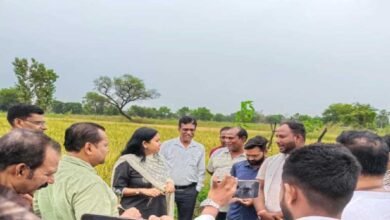 छत्तीसगढ़ में काले चावल की खेती से चमकेगी किसानों की किस्मत, 35 हजार रुपये क्विंटल तक है कीमत 2 baaloda 01