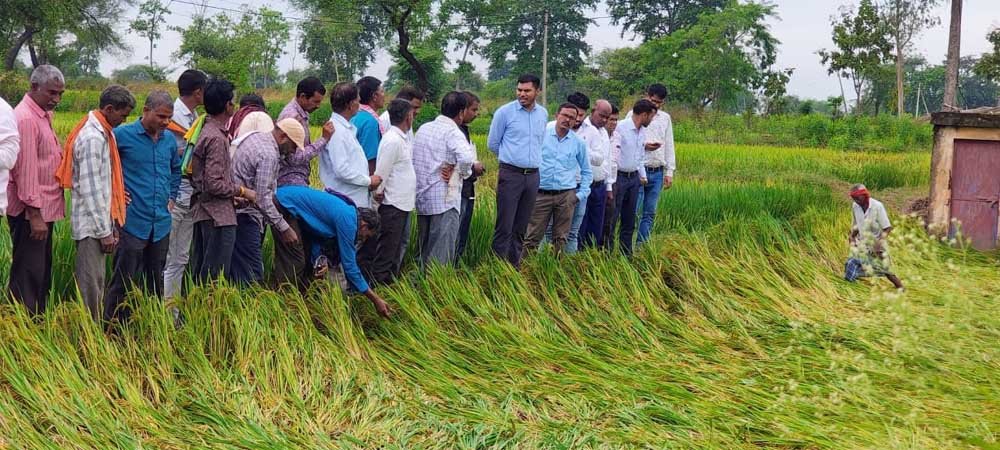 बेमेतरा में राजस्व एवं कृषि विभाग की संयुक्त टीमें खेतों में पहुंचकर कर रहीं फसल क्षति का आकलन 1 fasal 02 3