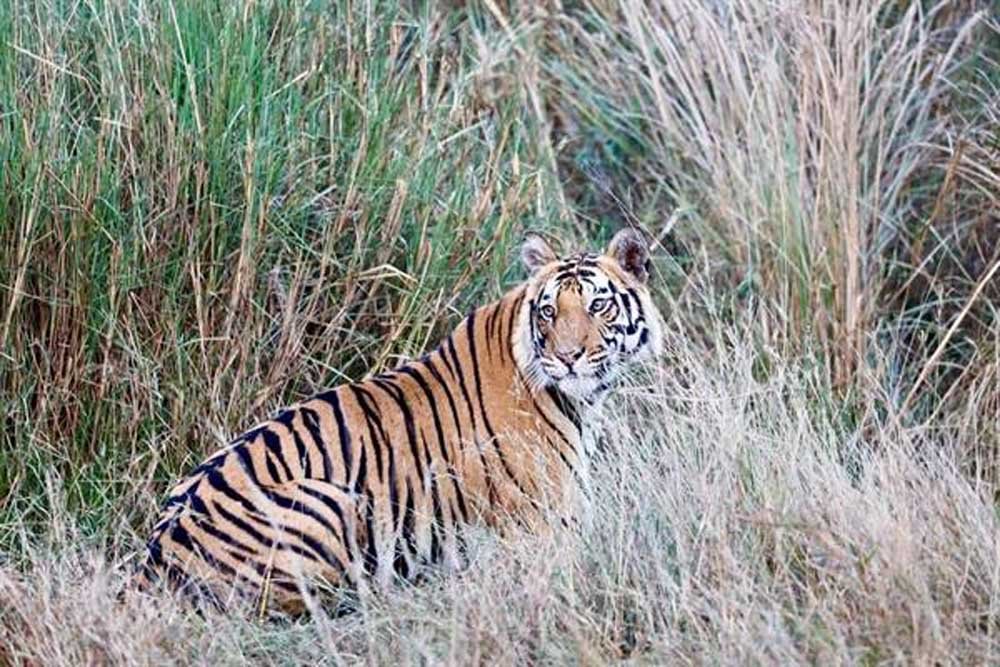 बांधवगढ़, कान्हा, संजय गांधी और अचानकमार टाइगर रिजर्व के बीच वन्यजीवों की सुरक्षित आवाजाही के लिए महत्वपूर्ण 1 iger 02 2