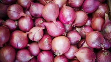 onion 7 1